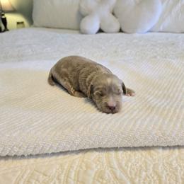 Rocky - Apricot male Cavapoo puppy in Floyd, Virginia from Hearts and Paws Poodles and Doodles