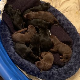 Dachshund and Doberman Pinscher Puppies from Cornerstone Dobermans and Dachshunds
