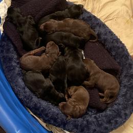 Dachshund and Doberman Pinscher Puppies from Cornerstone Dobermans and Dachshunds