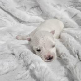 Milady - White female Maltese puppy in Austin, Texas from Austin Maltese Babies