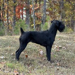 Giant Schnauzers from K & C Giants