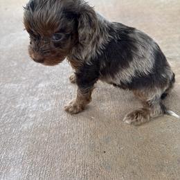 Cavapoo and Goldendoodle Puppies from Ashley's Doodles