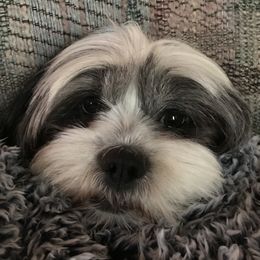 Max - Lhasa Apso