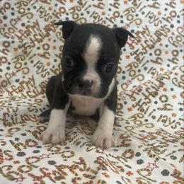 Dallas - Brindle and white male Boston Terrier puppy in Fillmore, Illinois from Wind Hill Puppies