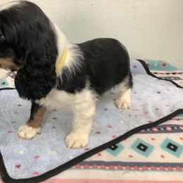 Boy 4 Yellow collar - English Springer Spaniel puppy from Stratton Spaniels