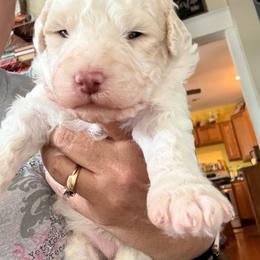 Aaron - White male Bernedoodle puppy in Hays, Kansas from Pine Street doodles