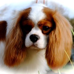 Cavalier King Charles Spaniel Puppies from Sugarloaf Cavaliers