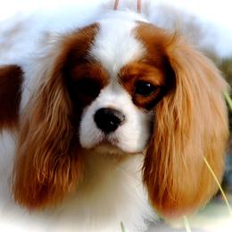 Cavalier King Charles Spaniel Puppies from Sugarloaf Cavaliers