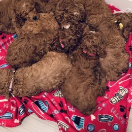 Poodle Puppies from Sorensen Standard Poodles