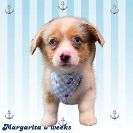 Margarita - Blue merle and white female American Corgi puppy in Mansfield, Ohio from Moonrise corgis