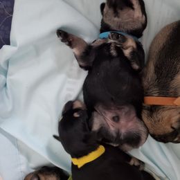 Miniature Schnauzer Puppies from Craft-ed Schnauzers