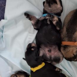 Miniature Schnauzer Puppies from Craft-ed Schnauzers
