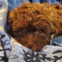 Havapoo and Rhodesian Ridgeback Puppies from Cottonwood Puppies