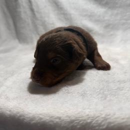 Wilson - Red tri male Miniature Australian Shepherd puppy in New London, Minnesota from Broken T Australian Shepherds