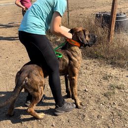 Boerboel All Grown Up from Romboel Farm Dogs