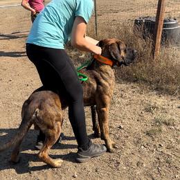 Boerboel All Grown Up from Romboel Farm Dogs