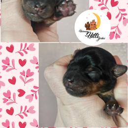 Awnia - Black and tan female Yorkshire Terrier puppy in Moses Lake, Washington from Harmony Hills Yorkies