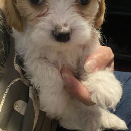 Girl 2 - Blenheim female Cavachon puppy in Pocatello, Idaho from Sarah's Cavachons & King Charles Cavalier Spaniels
