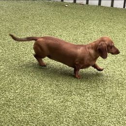 Ruby - Dachshund