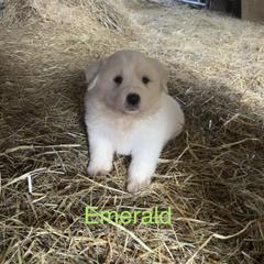 Emerald - White and tan male Great Pyrenees puppy in Coxs Mills, West Virginia from Bailey Family Farm