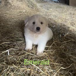 Emerald - White and tan male Great Pyrenees puppy in Coxs Mills, West Virginia from Bailey Family Farm