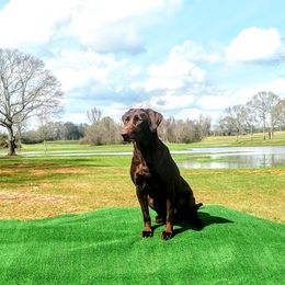 Labrador Retriever All Grown Up from Grain Driver Labradors
