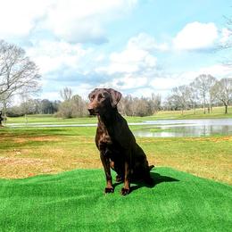 Labrador Retriever All Grown Up from Grain Driver Labradors
