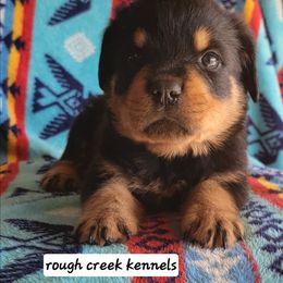 White boy - Black and mahogany male Rottweiler puppy in Custer County, Oklahoma from Rough Creek Kennels