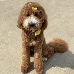 Gracie - Goldendoodle