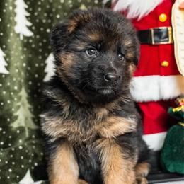 Mitten - Black and tan female German Shepherd puppy in Walla Walla, Washington from Silver Knight Shepherds