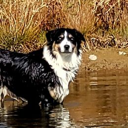 Kona - Australian Shepherd