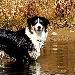 Kona - Australian Shepherd