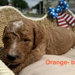 Boy 1 - Cream male Goldendoodle puppy in Clermont, Florida from Da Ruba Doodles