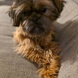 Jack - Shih Tzu