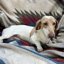 Parker - Dachshund