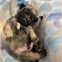 Boy 3 - Fawn male Pug puppy in Auburn, Kentucky from Prentice Family Pugs, Bugs & Corgis