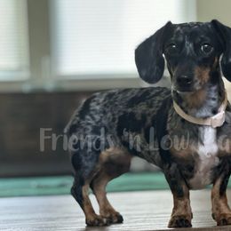 Vixey - Dachshund