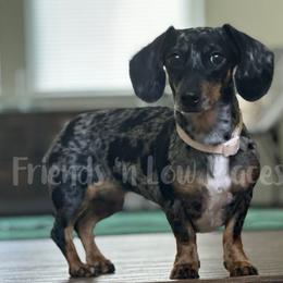 Vixey - Dachshund