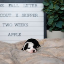 Labrador Retriever and Portuguese Water Dog Puppies from Hilltop Portuguese Water Dogs