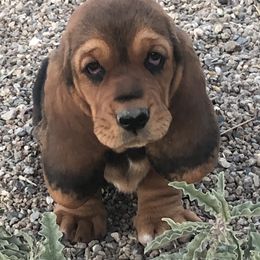 Basset Hounds from Out West Bassets