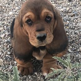 Basset Hounds from Out West Bassets