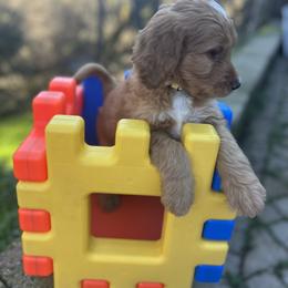 Corduroy - Red  male Goldendoodle puppy in Placerville, California from New Dawn Poodles and Doodles