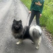 Levi - Keeshond
