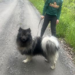 Levi - Keeshond