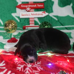 Noel - Black & white female Australian Shepherd puppy in Mocksville, North Carolina from Trailblazing Aussies