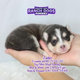 Jaden - Blue male Pomsky puppy in Humeston, Iowa from M.A.R. Dogs