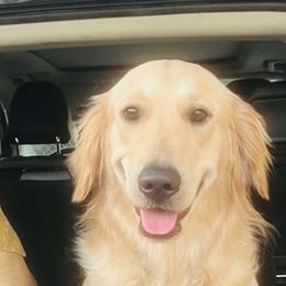 Indy - Golden Retriever