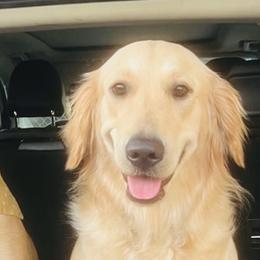 Indy - Golden Retriever