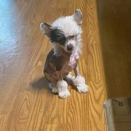 Chihuahua and Chinese Crested Puppies from Western Kentucky Chihuahua’s and Chinese Crested’s
