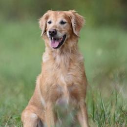 Lottie - Golden Retriever